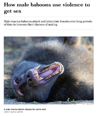 Image de l'article How male baboons use violence to get sex
